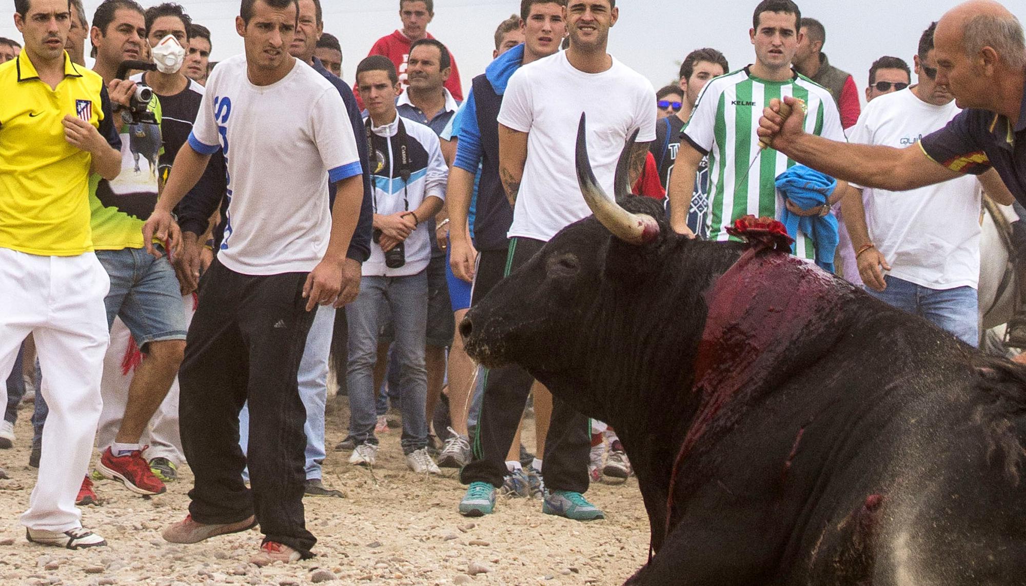 Toro De la Vega Tordesillas